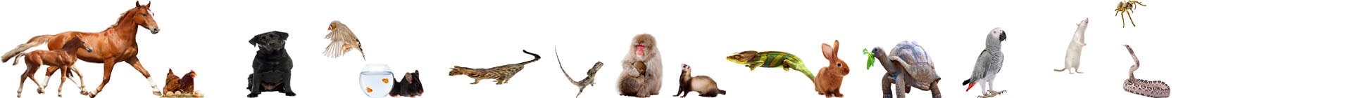 Passionnés d'animaux