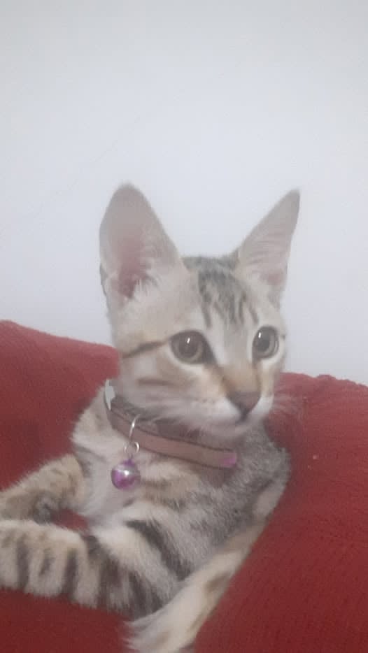 SOS luna